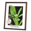 Brun fyrretr�sramme 20x25 med klart glas