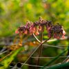 Viltrox AF 50mm f/2.0 Fullframe Sony E-Mount
